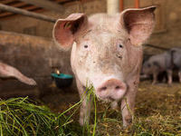 Gemeinde Stegen - Mit freundlicher Genehmigung vom Tourismus Dreisamtal e&period;V&period;