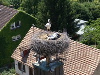 Schallstadt (Bildnachweis: B�rgermeisteramt Schallstadt)