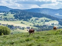 (Bildnachweis: Mit freundlicher Genehmigung Tourist Information Bernau) (Bildnachweis: Mit freundlicher Genehmigung Tourist Information Bernau)
