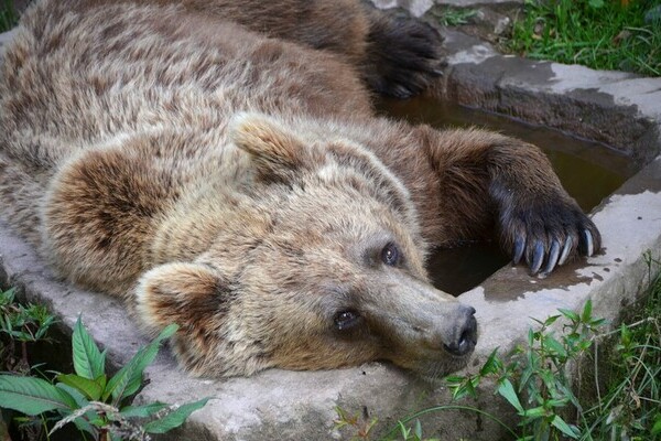  Copyright: (Mit freundlicher Genehmigung des Alternativen Wolf- und B�renpark)