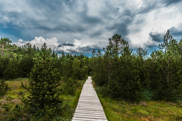 Tiefenhusern Moor - Copyright: Klaus Hansen Bildnachweis:  Tourist-Information Hchenschwand, Fotograf Klaus Hansen