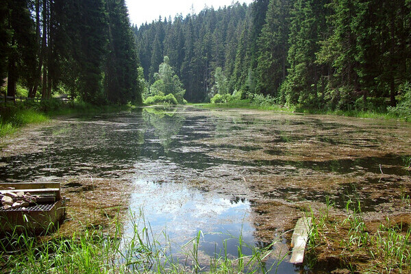 Poppelsee Copyright: (Copyright: Mit freundlicher Genehmigung der Gemeinde Seewald)