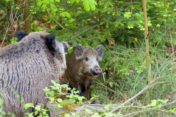 Wildschweine Copyright: (� Baden-Baden Kur & Tourismus GmbH)
