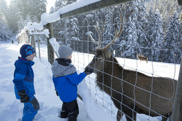 Wildgehege Sankenbach Bildnachweis: Mit freundlicher Genehmigung von Baiersbronn Touristik | &copy; Ulrike Klumpp