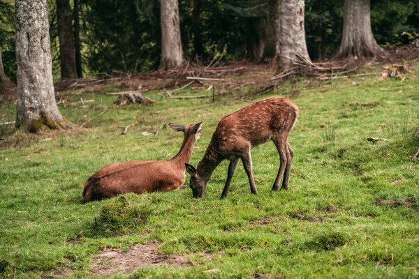 Wildgehege Sankenbach Bildnachweis: Mit freundlicher Genehmigung von Baiersbronn Touristik | &copy; Max Gnter